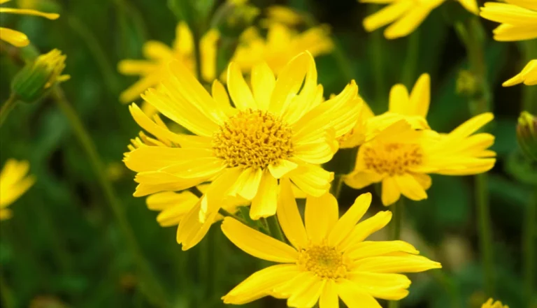 Descubra os Segredos da Arnica Montana