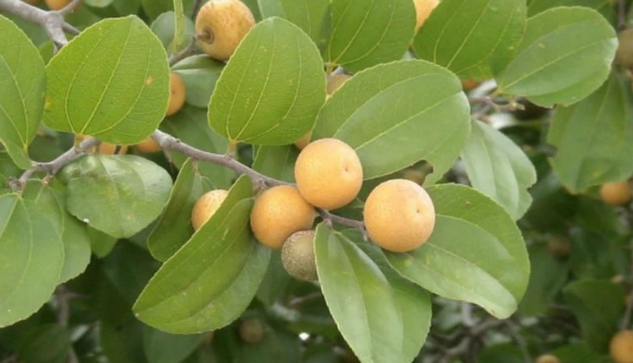 Dicas para o Cultivo do Juazeiro