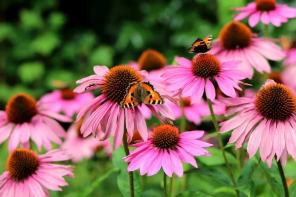Echinacea (Echinacea purpurea)