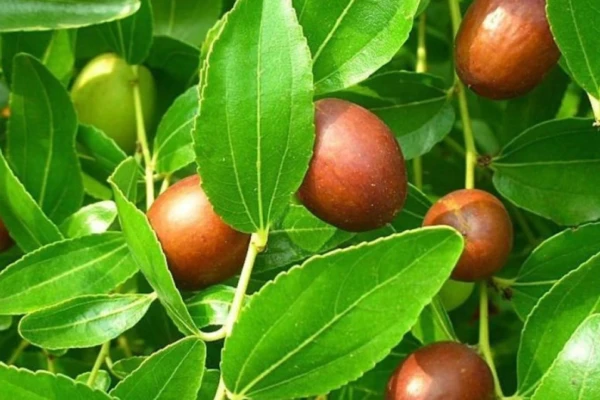 Explorando o Juazeiro (Ziziphus joazeiro)