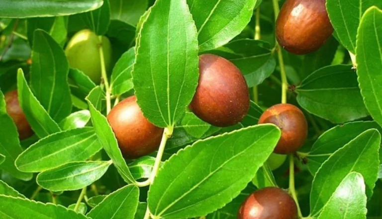 Explorando o Juazeiro (Ziziphus joazeiro)