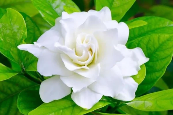 Gardênia (Gardenia jasminoides)