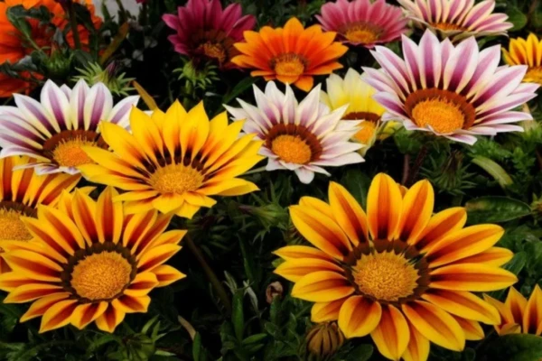 Gazânia (Gazania rigens)