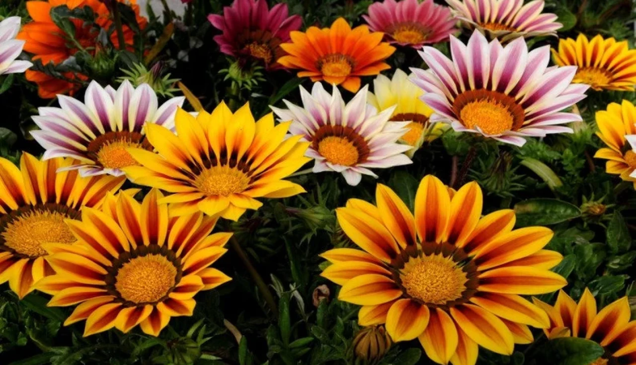 Gazânia (Gazania rigens)