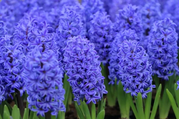 Jacinto (Hyacinthus orientalis)