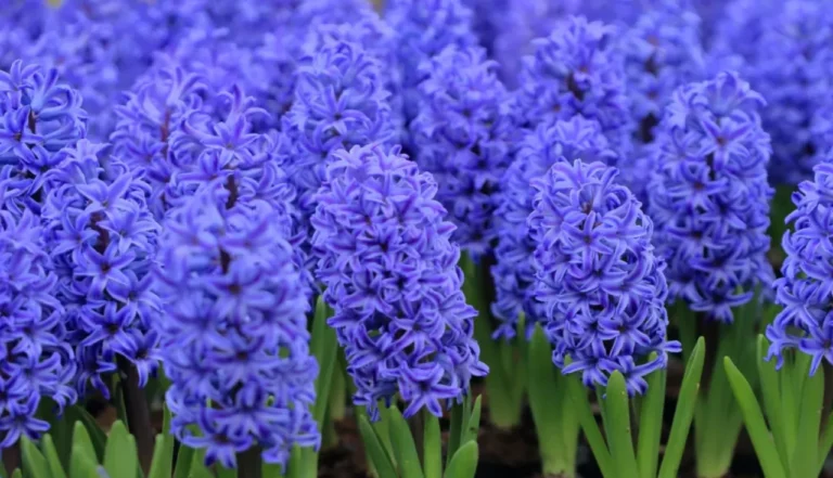 Jacinto (Hyacinthus orientalis)
