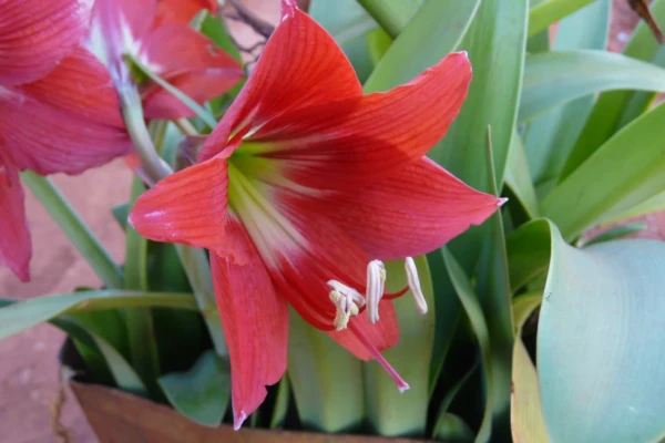 Laranja-de-Coração (Hippeastrum puniceum)