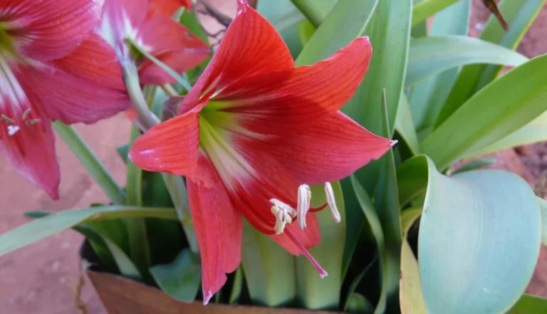 Laranja-de-Coração (Hippeastrum puniceum)