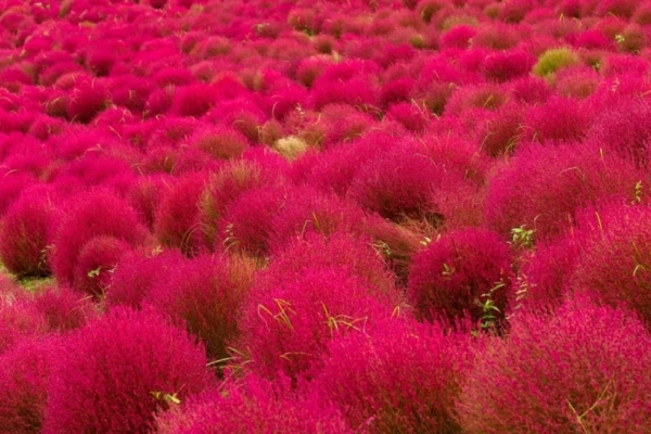 Os Poderes Medicinais da Kochia