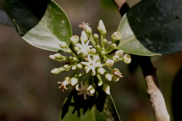 Os Poderes Medicinais da Marapuama