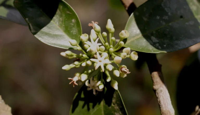 Os Poderes Medicinais da Marapuama