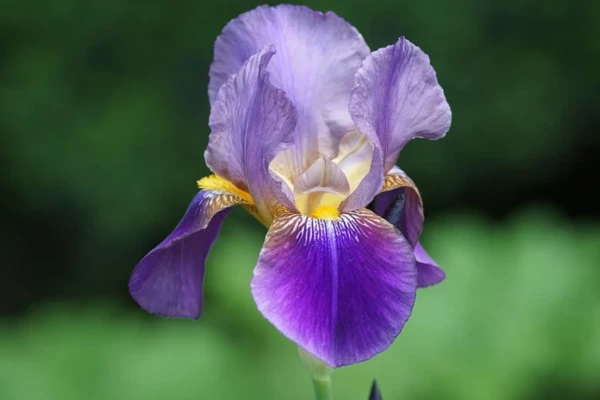 Os Poderes Medicinais da Íris (Iris Germanica)