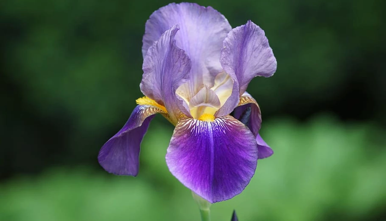 Os Poderes Medicinais da Íris (Iris Germanica)