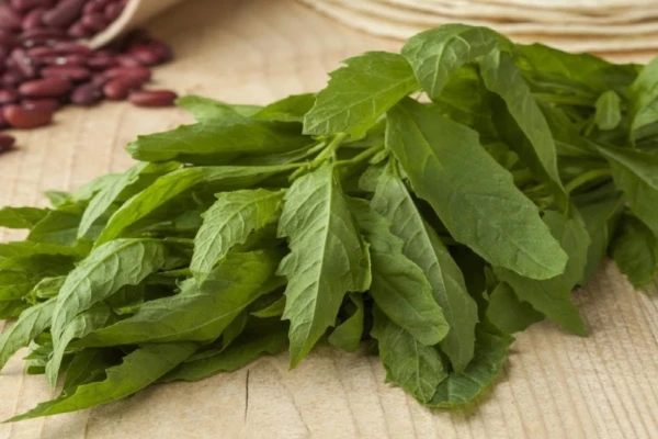 Os Poderes Medicinais do Mastruz (Chenopodium Ambrosioides)