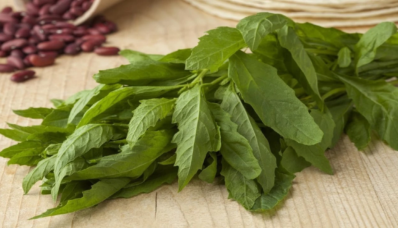 Os Poderes Medicinais do Mastruz (Chenopodium Ambrosioides)