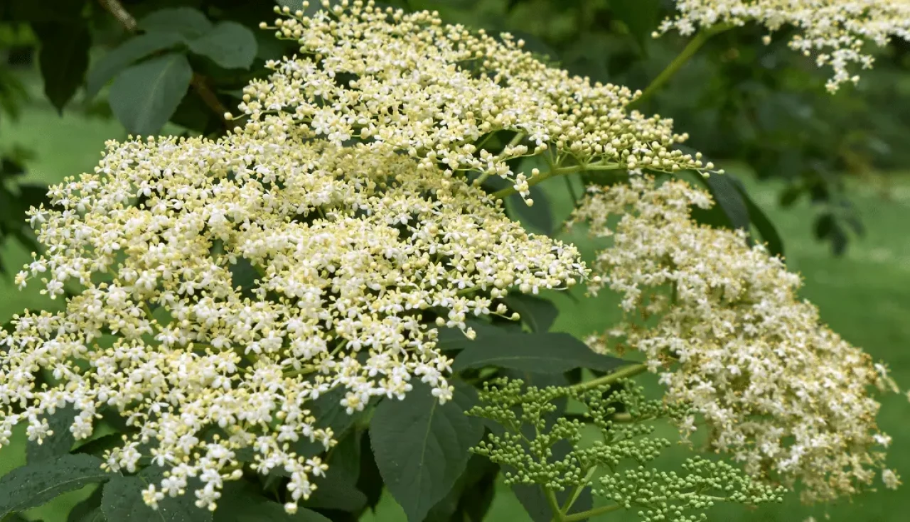 Bagas verdes e folhas de sabugueiro (Sambucus nigra) ilustrando precauções e cuidados no consumo da planta.