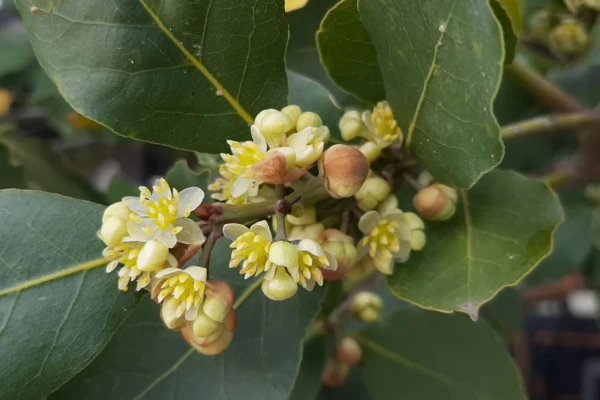 Tudo Sobre o Louro (Laurus nobilis)