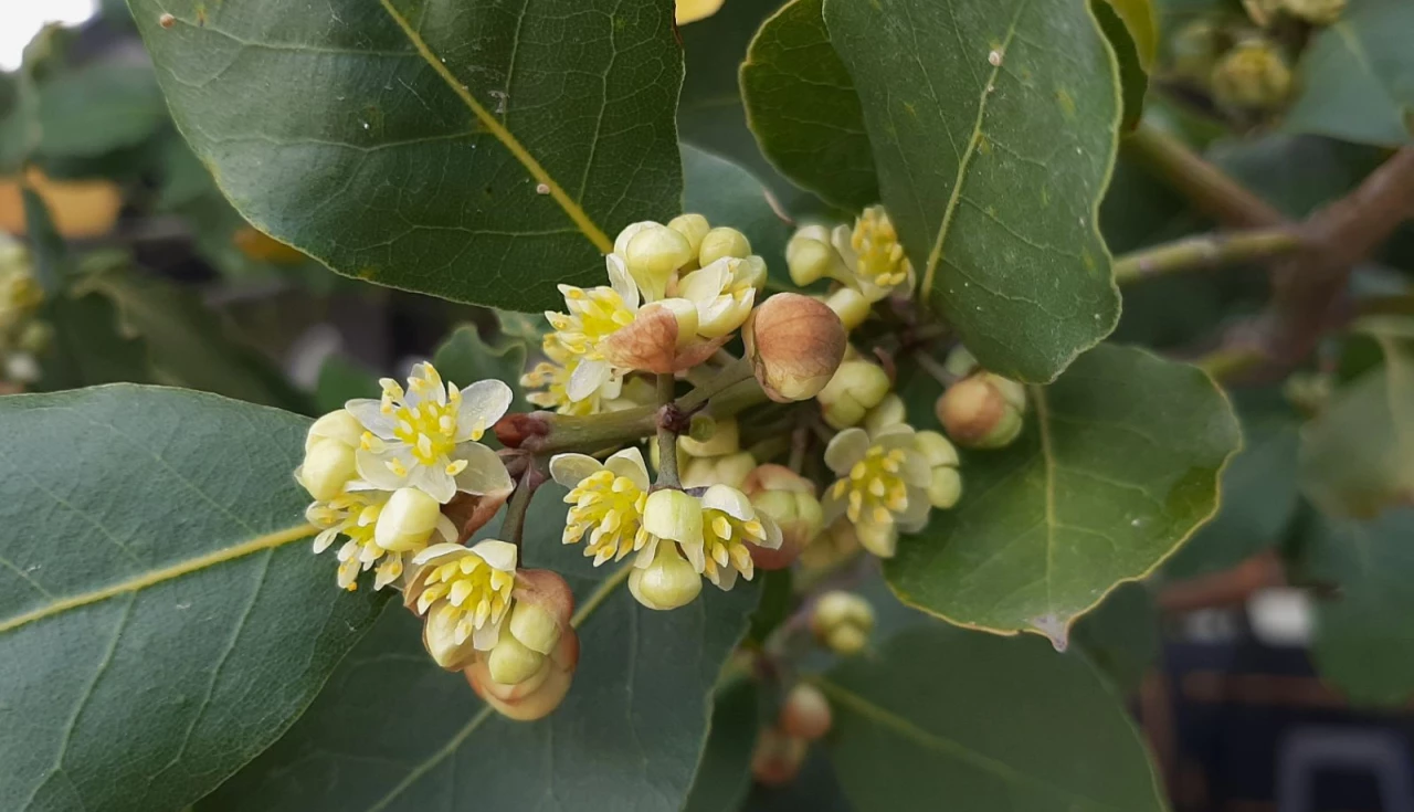 Tudo Sobre o Louro (Laurus nobilis)