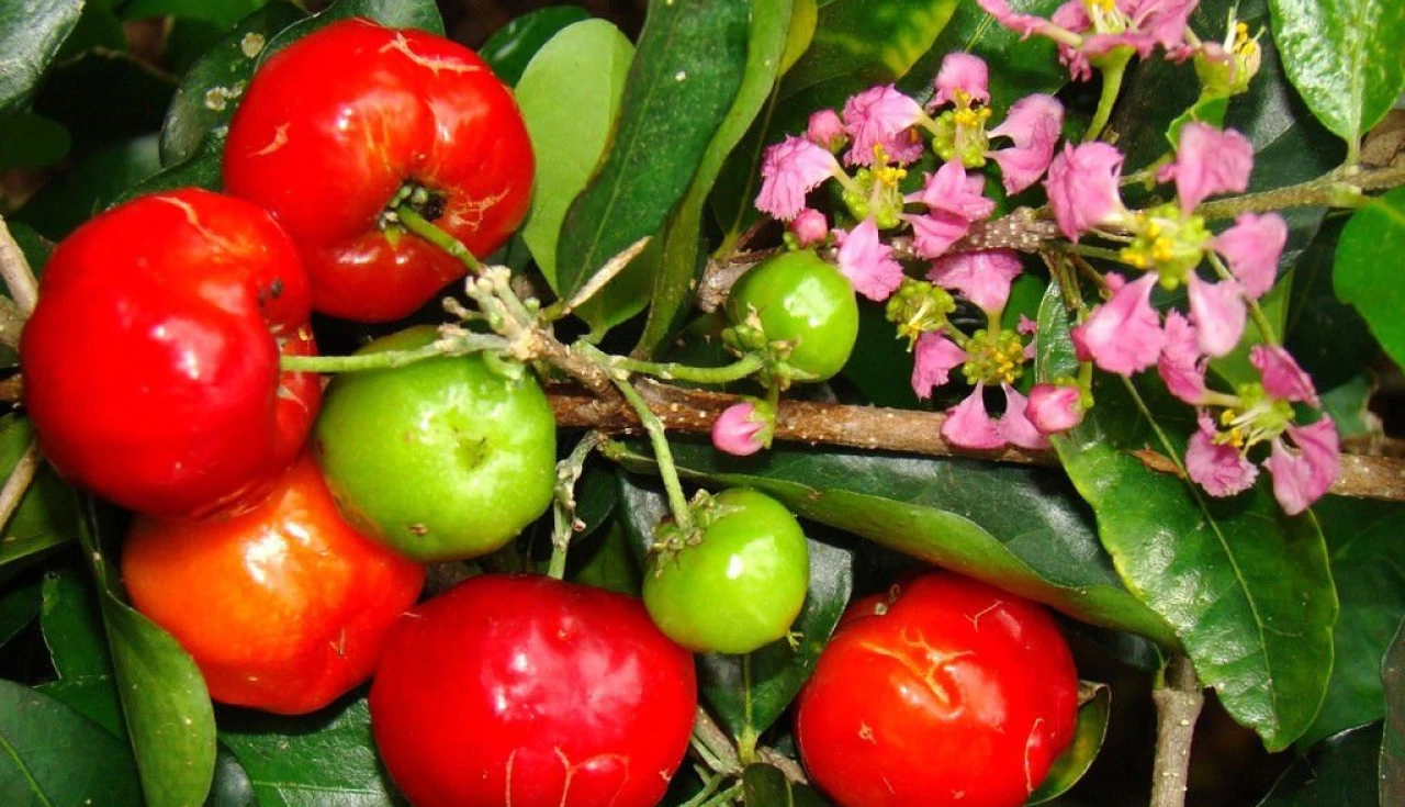 Acerola (Malpighia emarginata) Acerola (Malpighia emarginata)