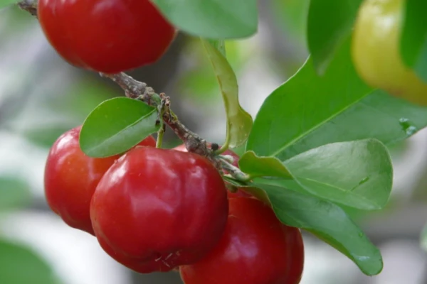 Acerola (Malpighia emarginata)