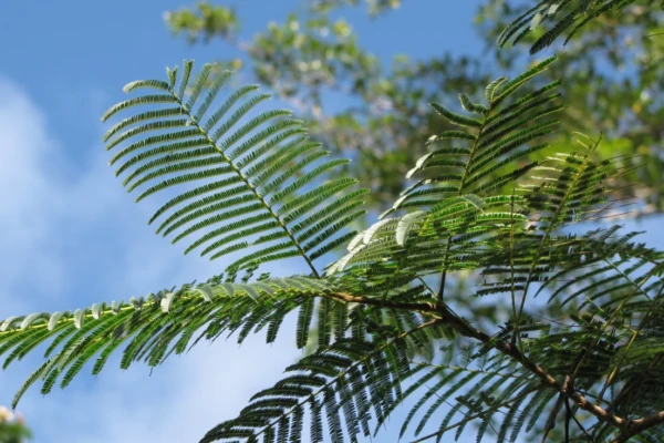 Angico (Anadenanthera colubrina)