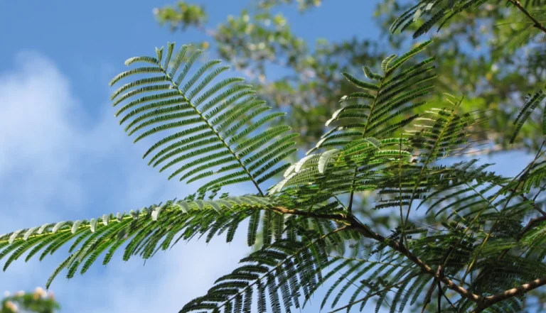 Angico (Anadenanthera colubrina)