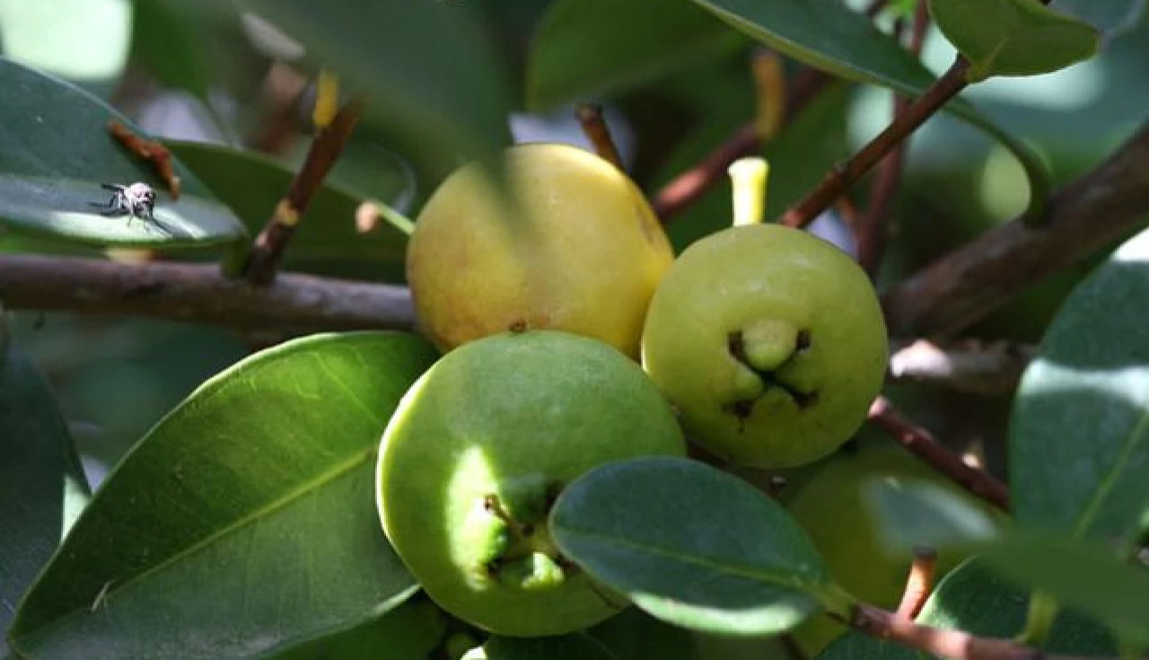 Araçá (Psidium cattleianum)