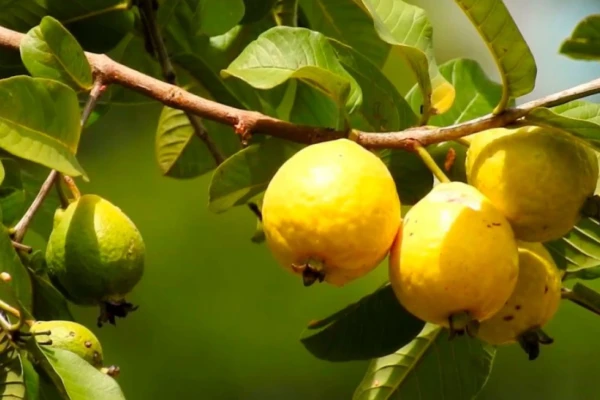 Araçá (Psidium cattleianum)