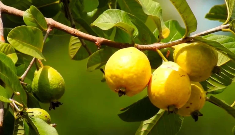 Araçá (Psidium cattleianum)