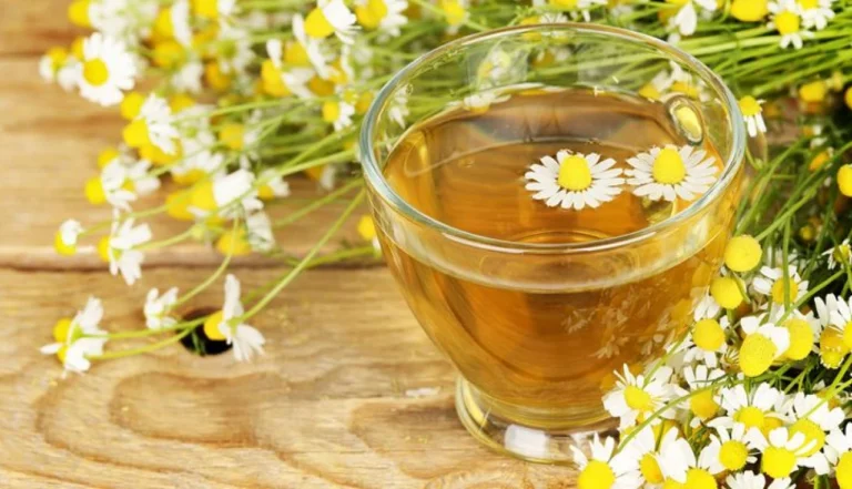 Benefícios da camomila