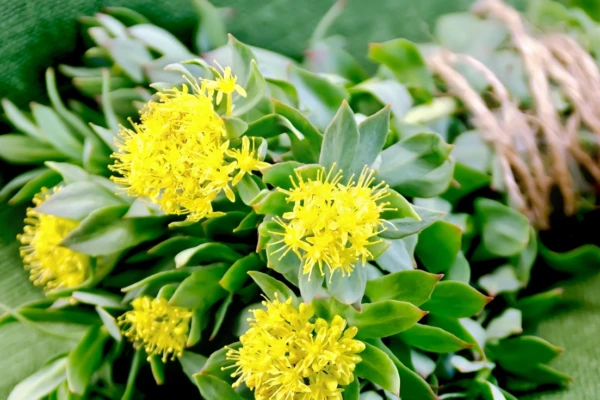 Benefícios da rhodiola rosea