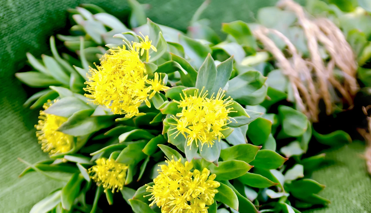 Benefícios da rhodiola rosea