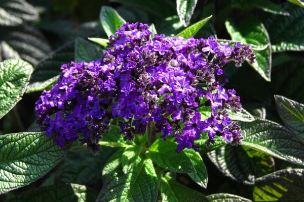 Cultivo de Heliotropo