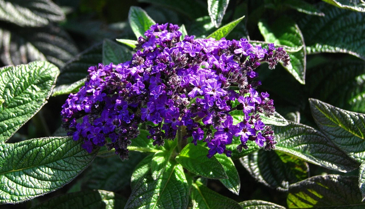 Cultivo de Heliotropo