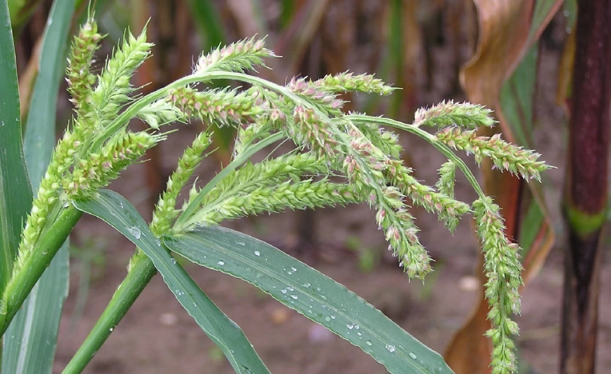 Echinochloa crus-galli