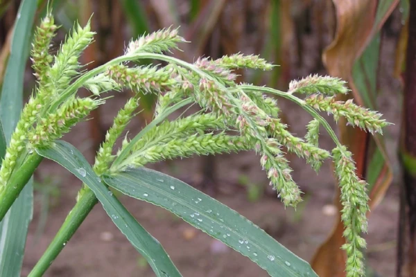 Echinochloa crus-galli