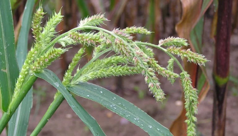 Echinochloa crus-galli