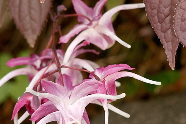 Epimedium (Epimedium grandiflorum)