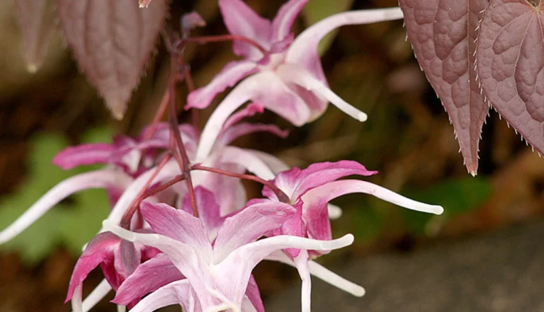 Epimedium (Epimedium grandiflorum)