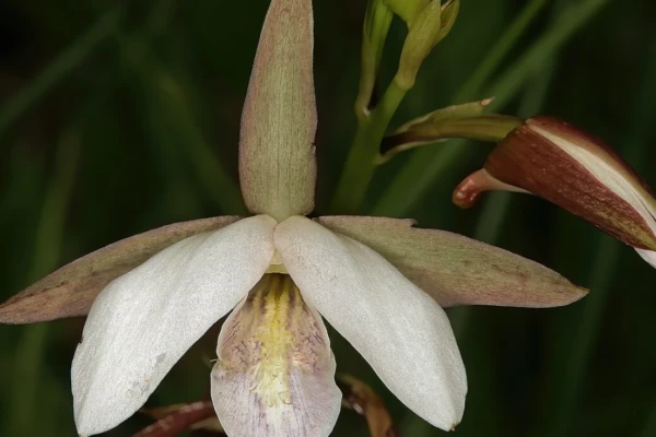 Eulophia petersii
