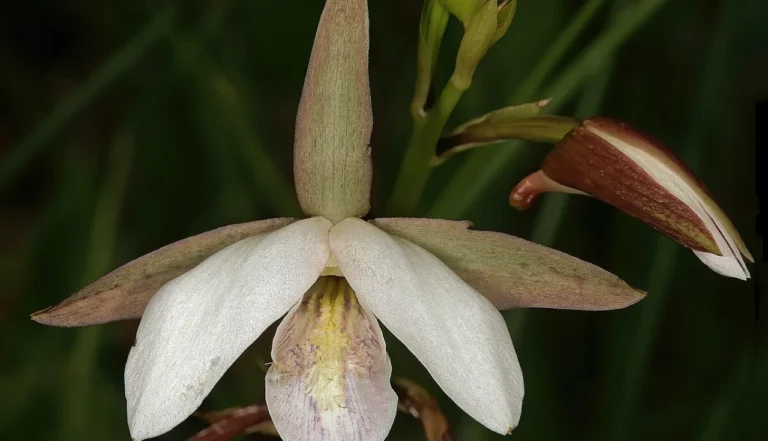 Eulophia petersii