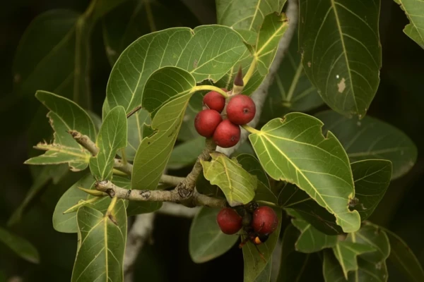 Ficus benghalensis