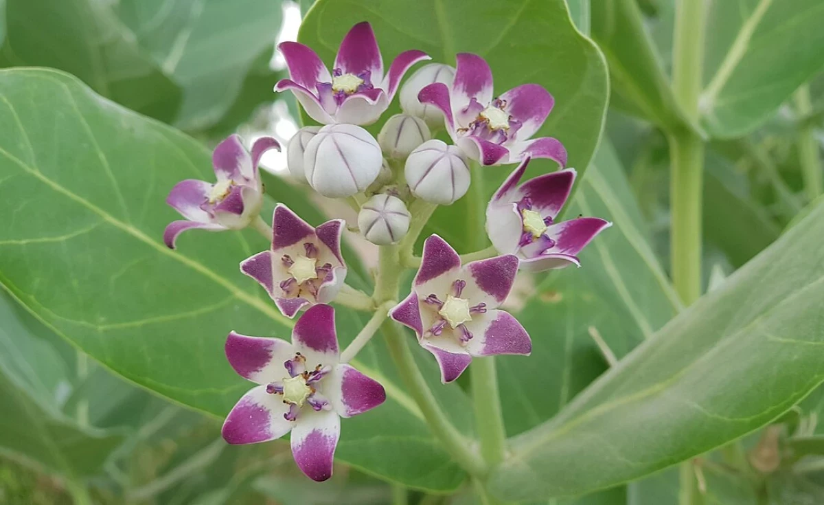 A flor-de-seda
