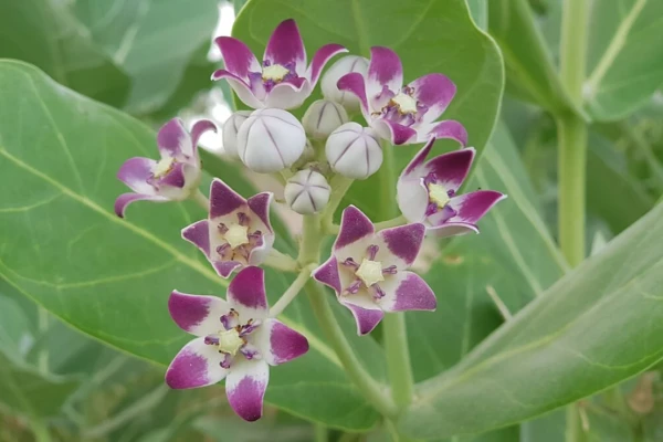A flor-de-seda