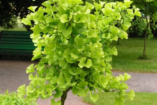 Ginkgo Biloba Benefícios para Memória e Concentração