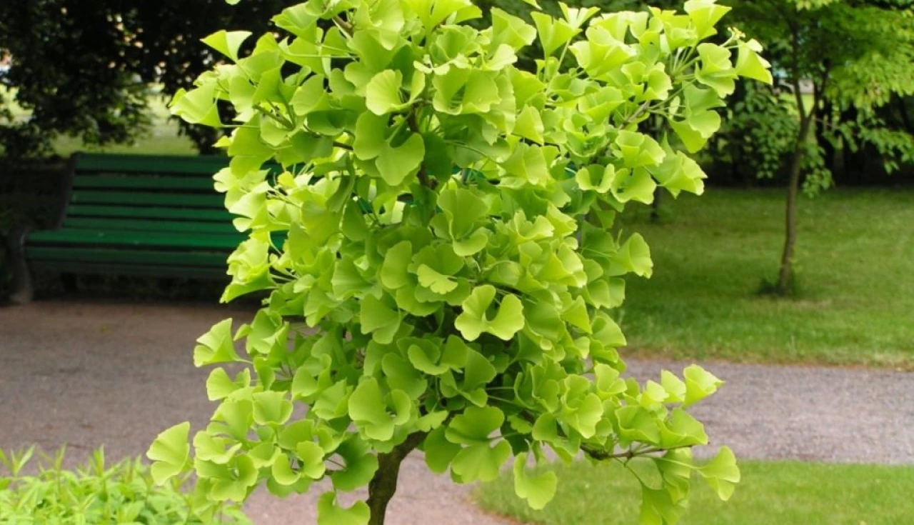 Ginkgo Biloba Benefícios para Memória e Concentração
