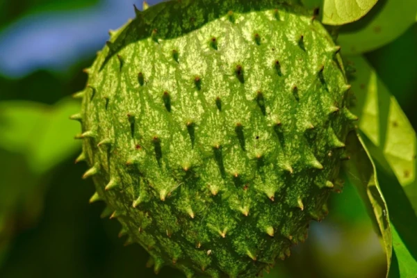 Graviola (Annona muricata)