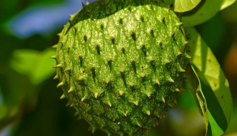 Graviola (Annona muricata)