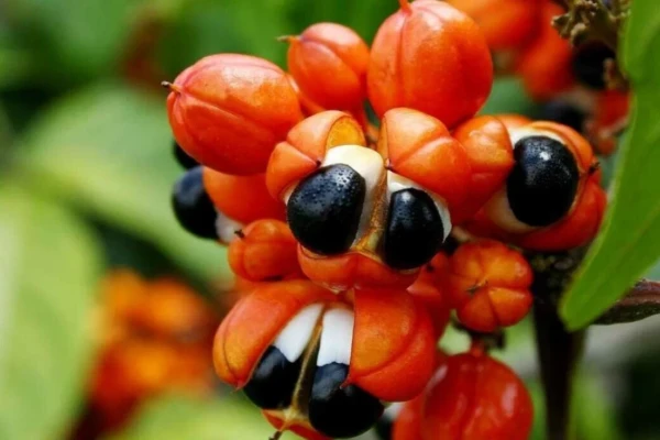Propriedades do guaraná