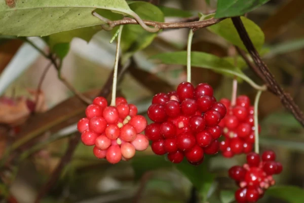 Kadsura Japonica